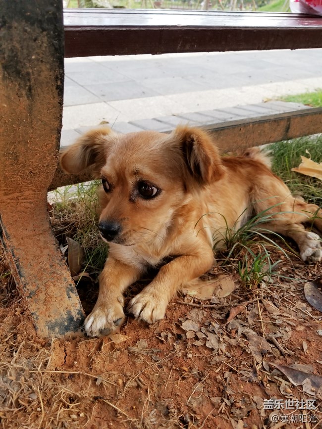 【家有萌寵】狗子