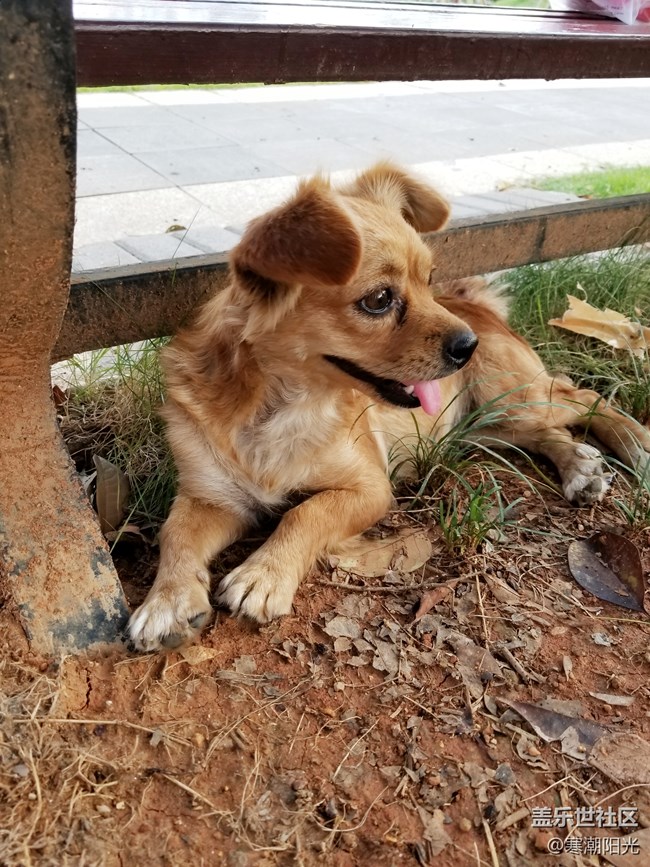 【家有萌寵】狗子