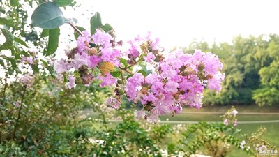 河畔的紫薇