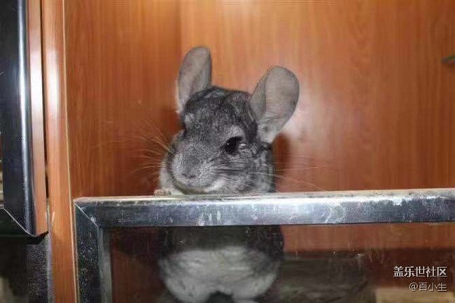 【家有萌寵】—曾經(jīng)的陪伴