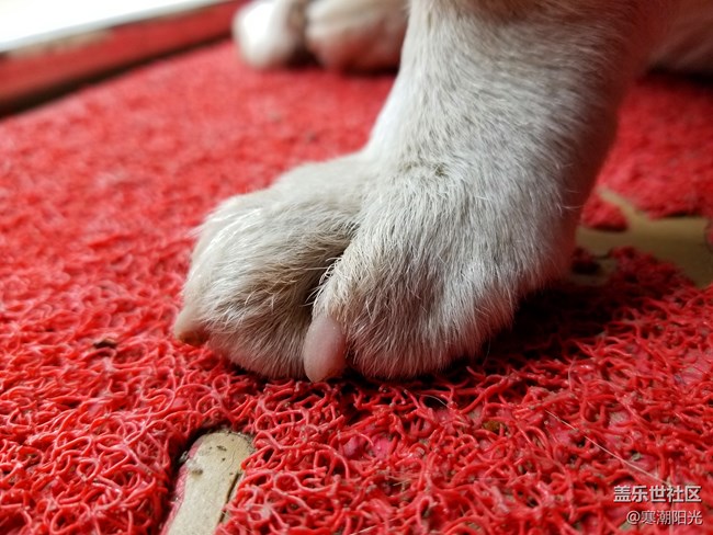 【家有萌寵】狗子