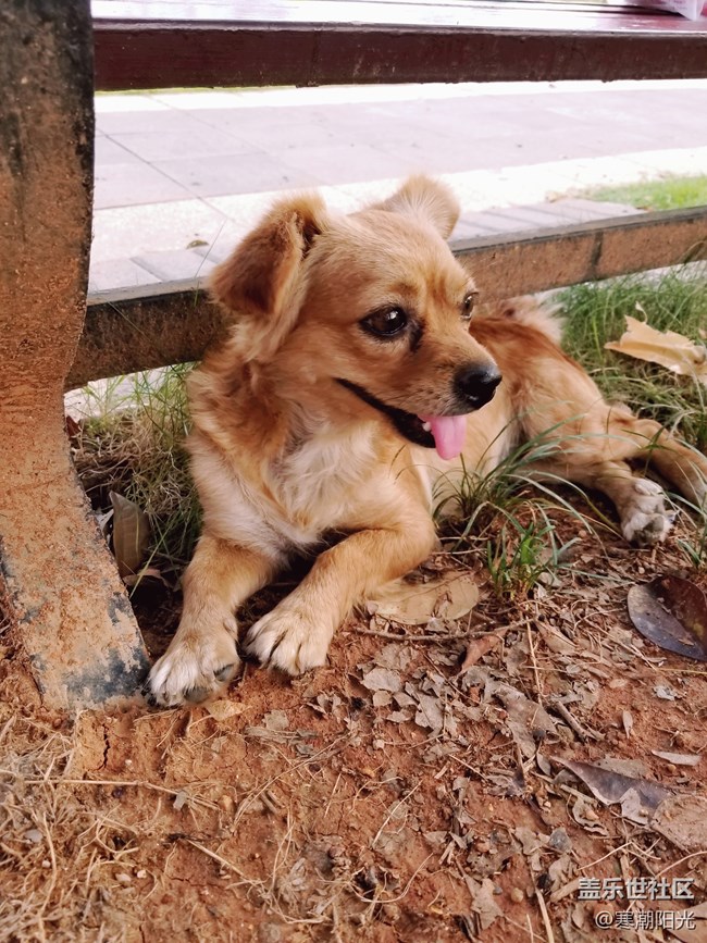 【家有萌寵】狗子