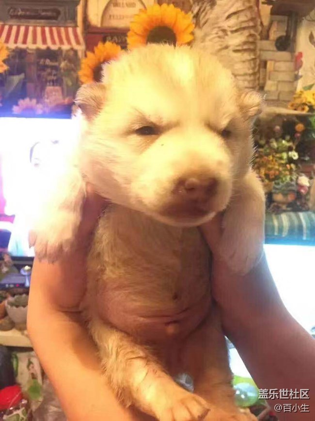 【家有萌寵】—曾經(jīng)的陪伴