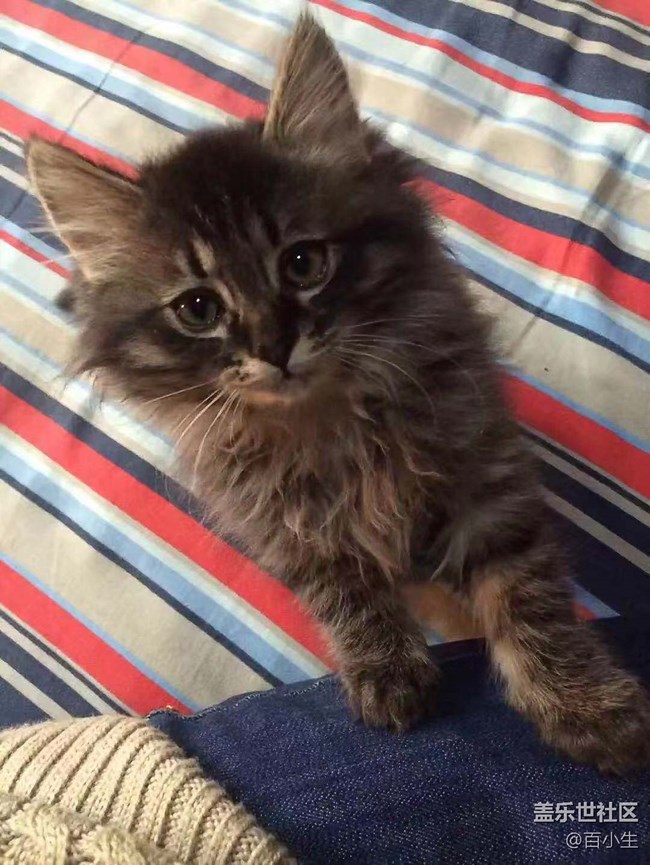 【家有萌寵】—曾經(jīng)的陪伴