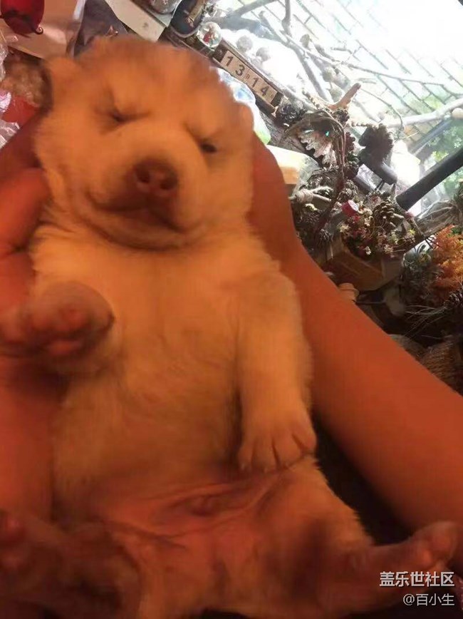 【家有萌寵】—曾經(jīng)的陪伴