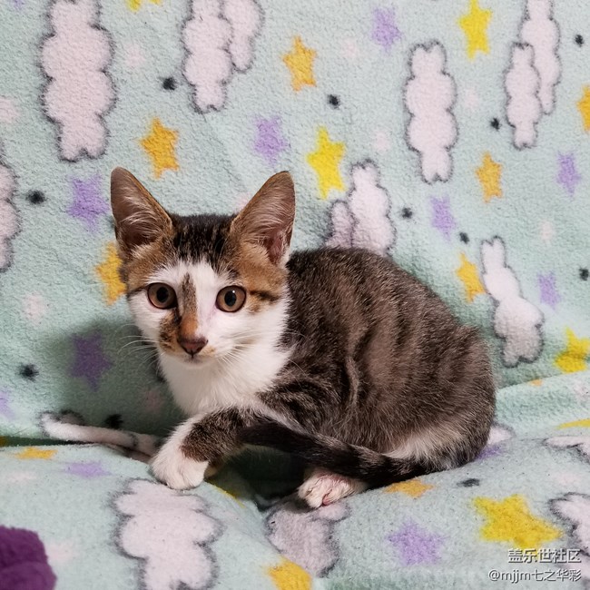 【家有萌寵】與喵快樂相伴