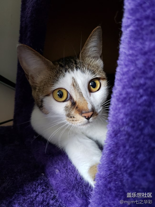 【家有萌寵】與喵快樂相伴