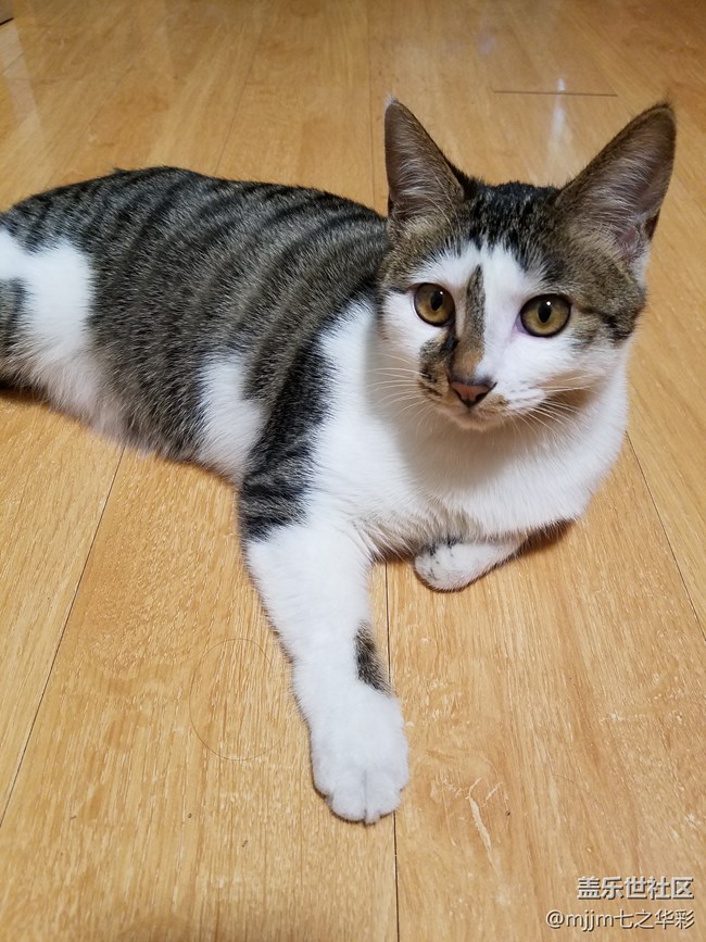 【家有萌寵】與喵快樂相伴