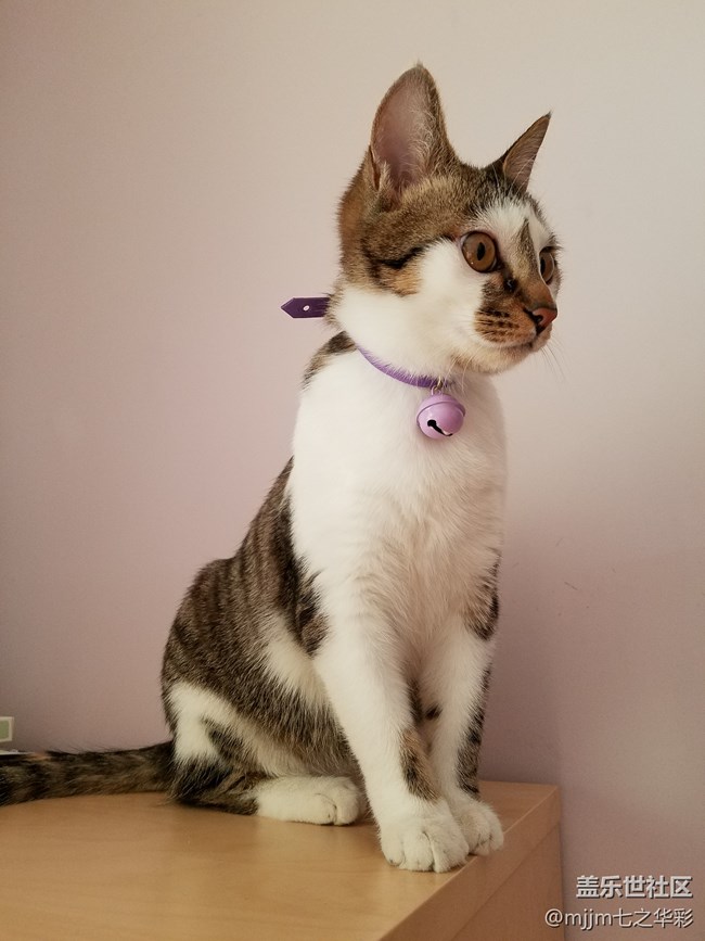 【家有萌寵】與喵快樂相伴