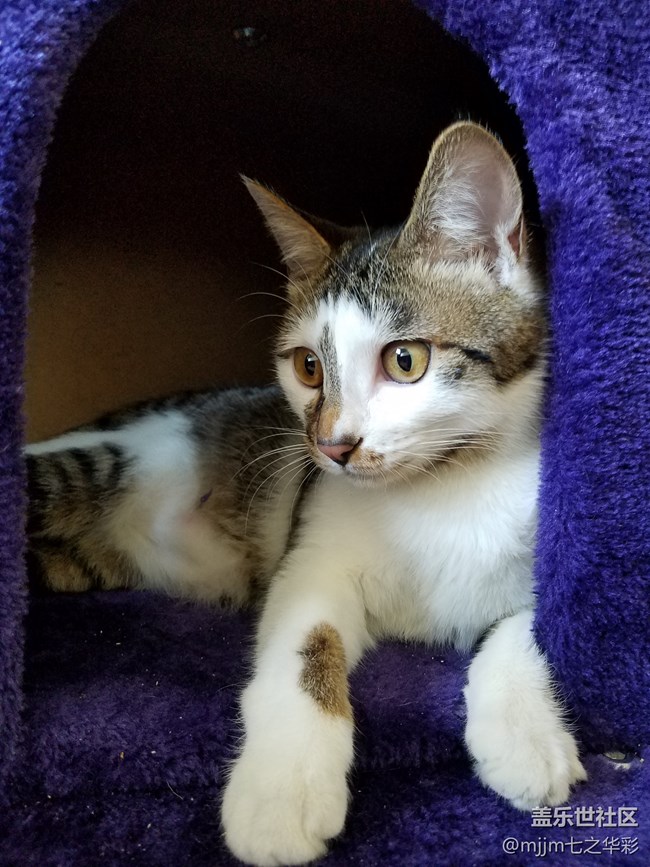 【家有萌寵】與喵快樂相伴