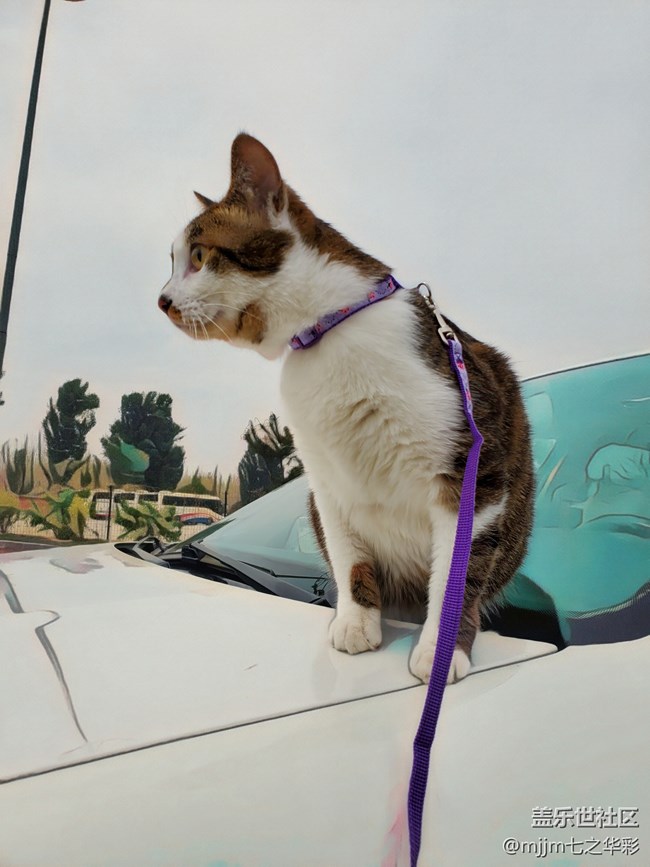 【家有萌寵】與喵快樂相伴