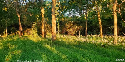 Galaxy S10+ 夕陽的金輝（一）