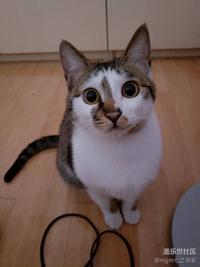 【家有萌寵】與喵快樂相伴