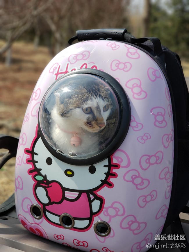 【家有萌寵】與喵快樂相伴