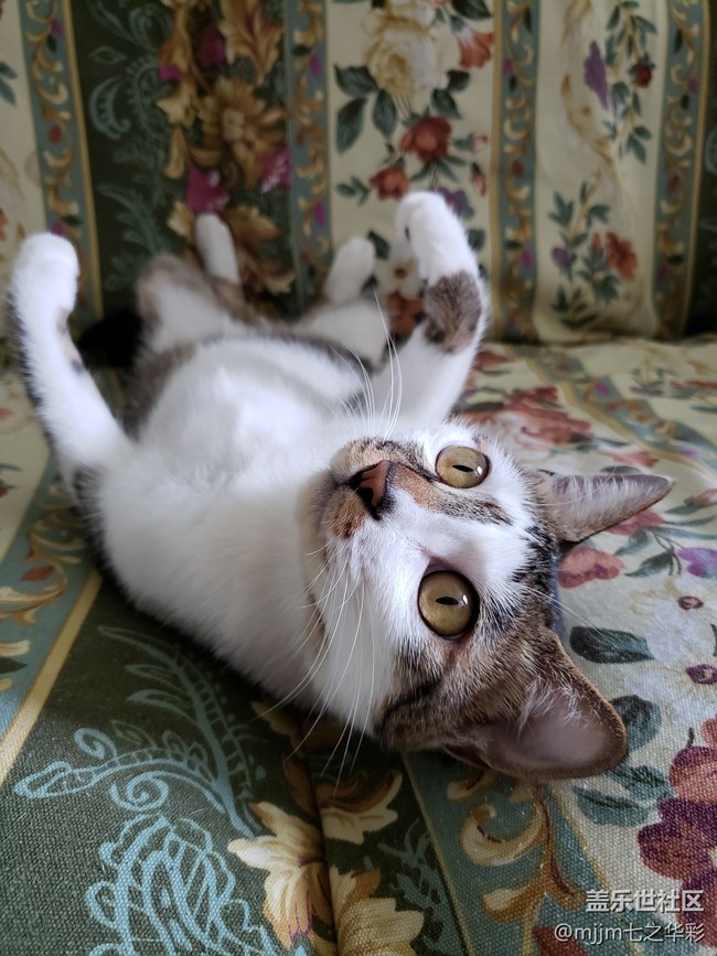 【家有萌寵】與喵快樂相伴