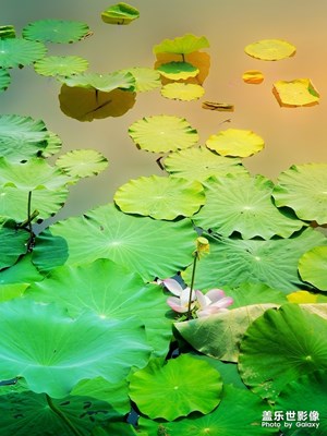 花開一時·落花一季