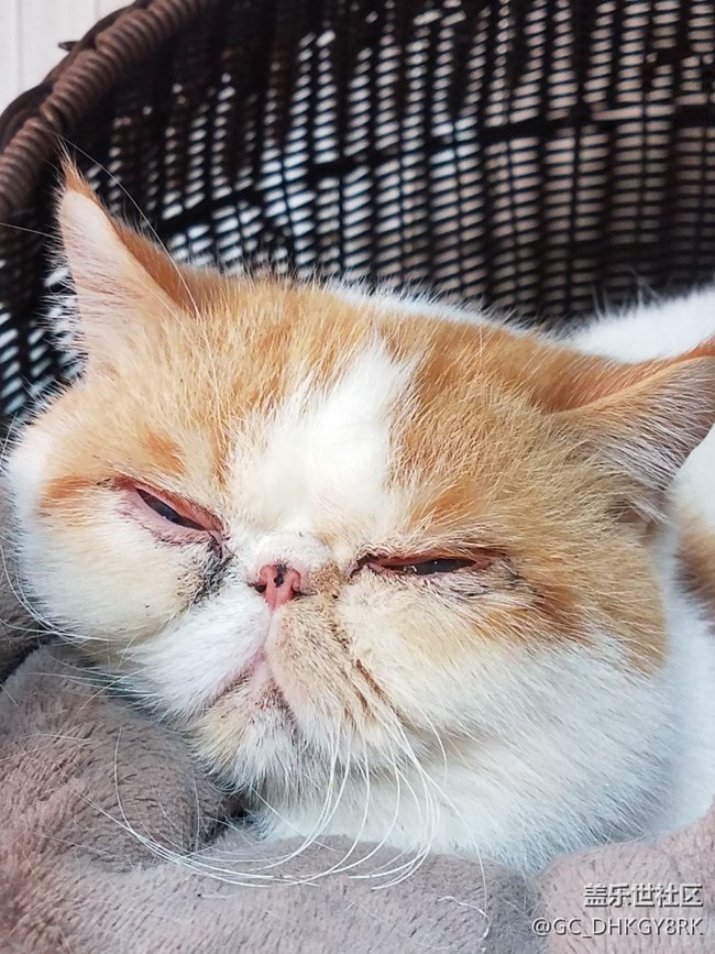 【家有萌宠】懒睡的大脸猫