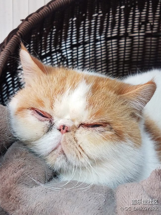 【家有萌宠】懒睡的大脸猫