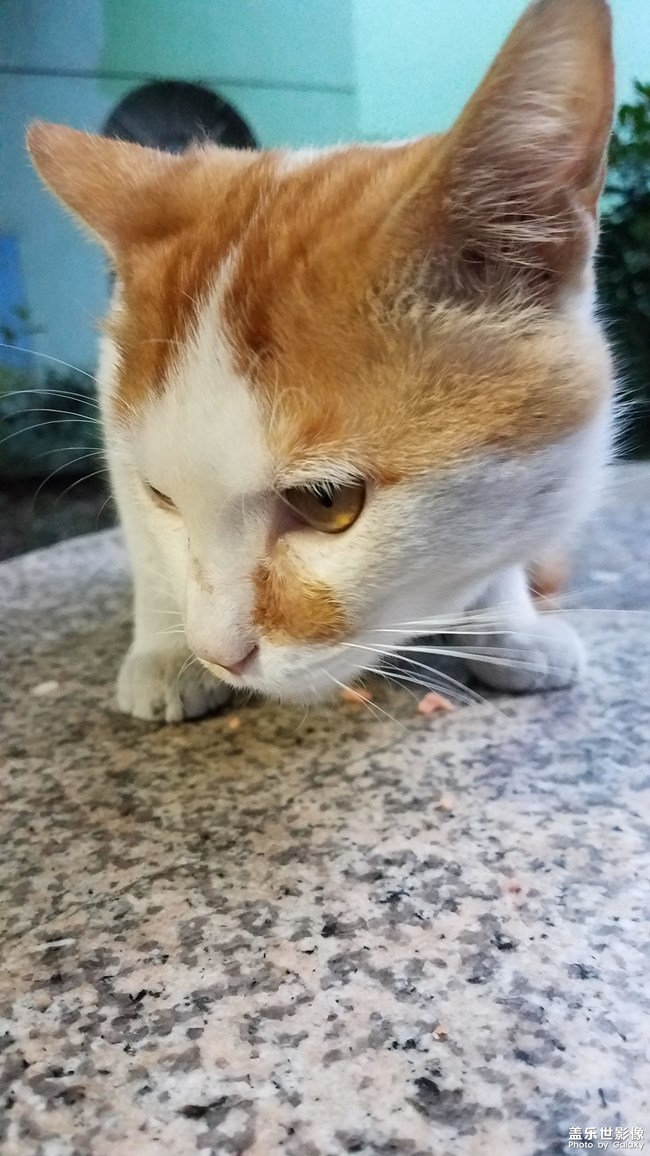 【家有萌寵】可愛(ài)的小黃