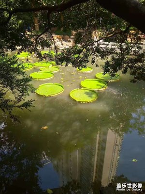 初秋公園一葉