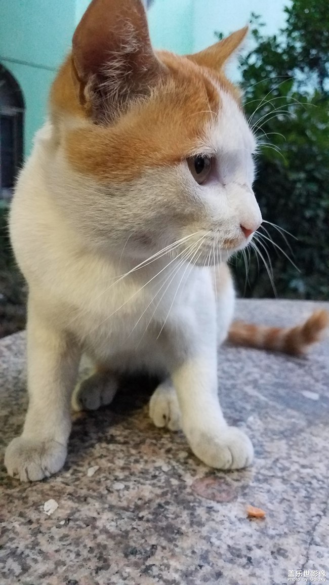 【家有萌寵】可愛(ài)的小黃