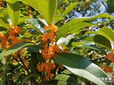 桂花龍井茶