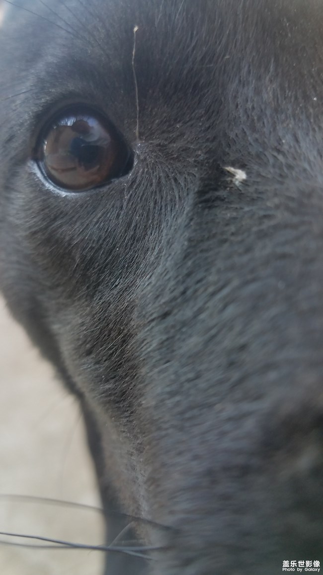 【家有萌寵】仍是農(nóng)家狗狗