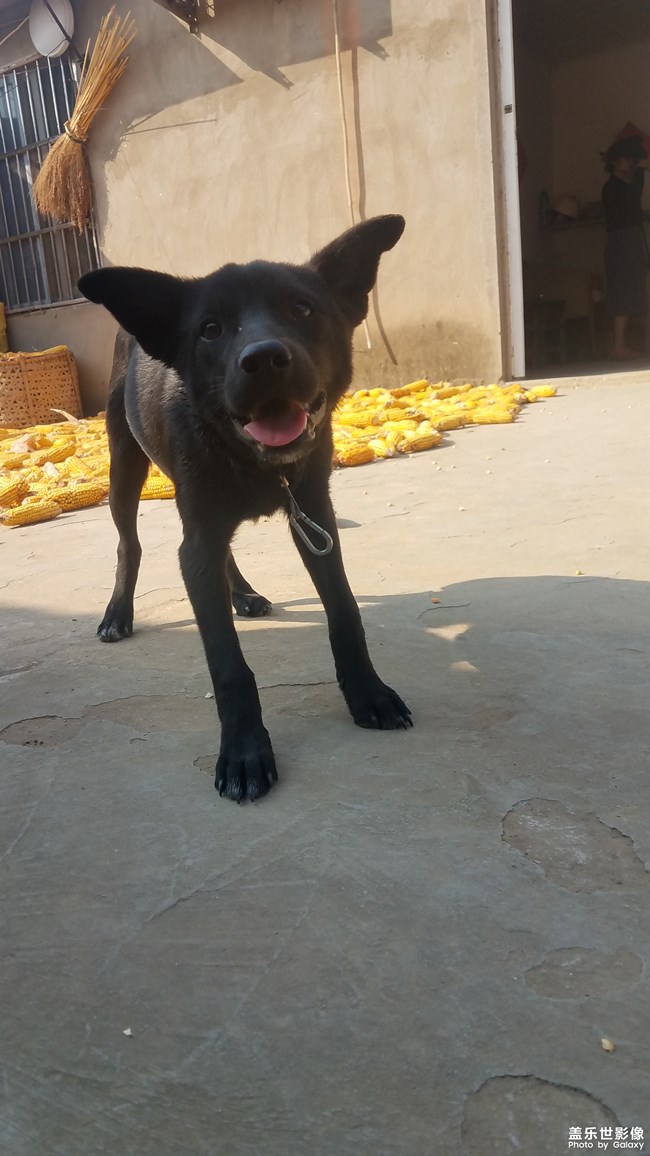 【家有萌寵】仍是農(nóng)家狗狗