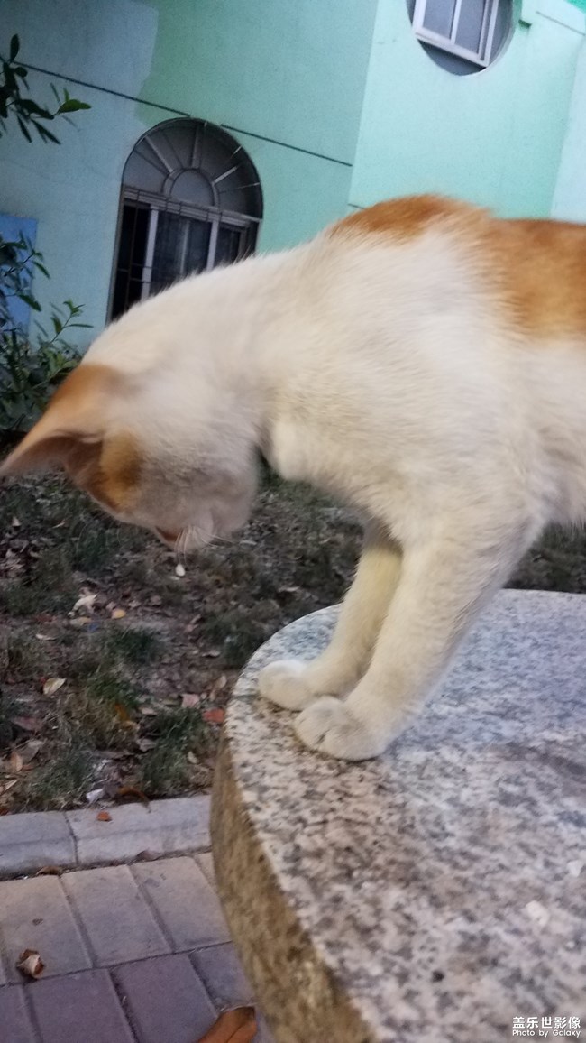 【家有萌寵】可愛(ài)的小黃