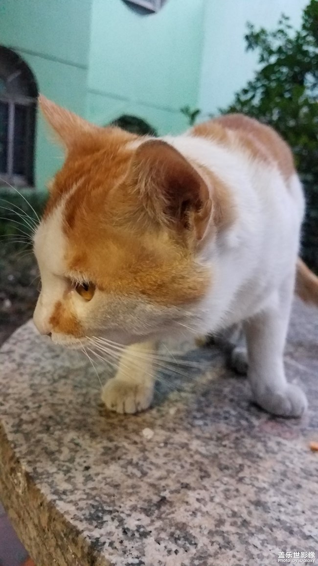 【家有萌寵】可愛(ài)的小黃