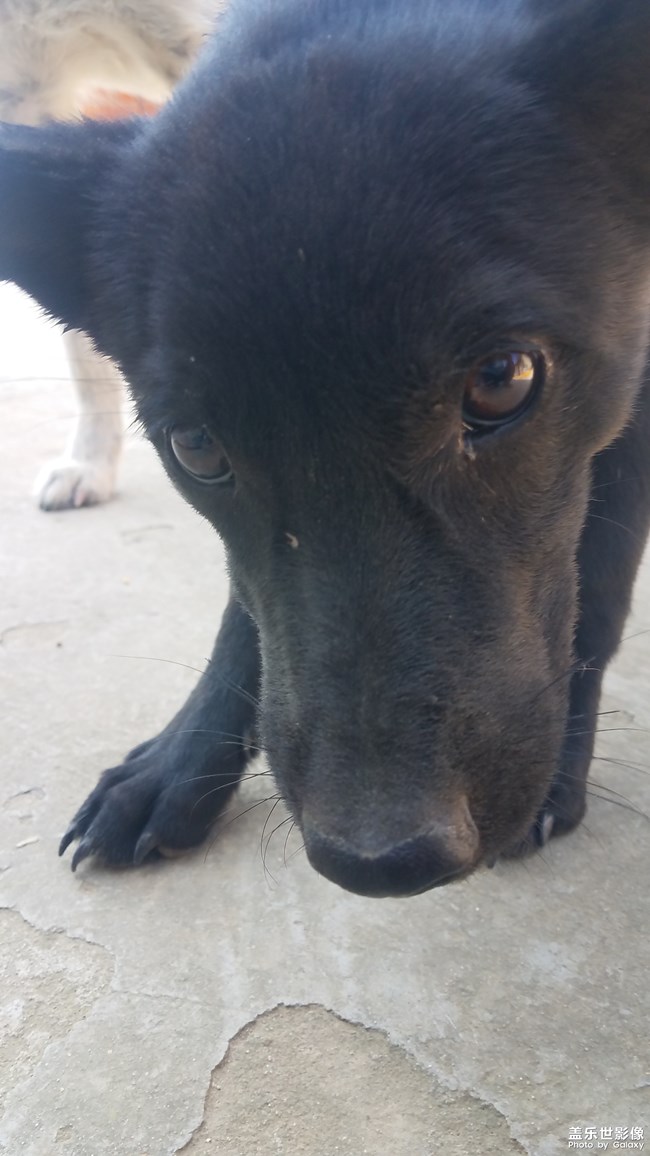 【家有萌寵】仍是農(nóng)家狗狗