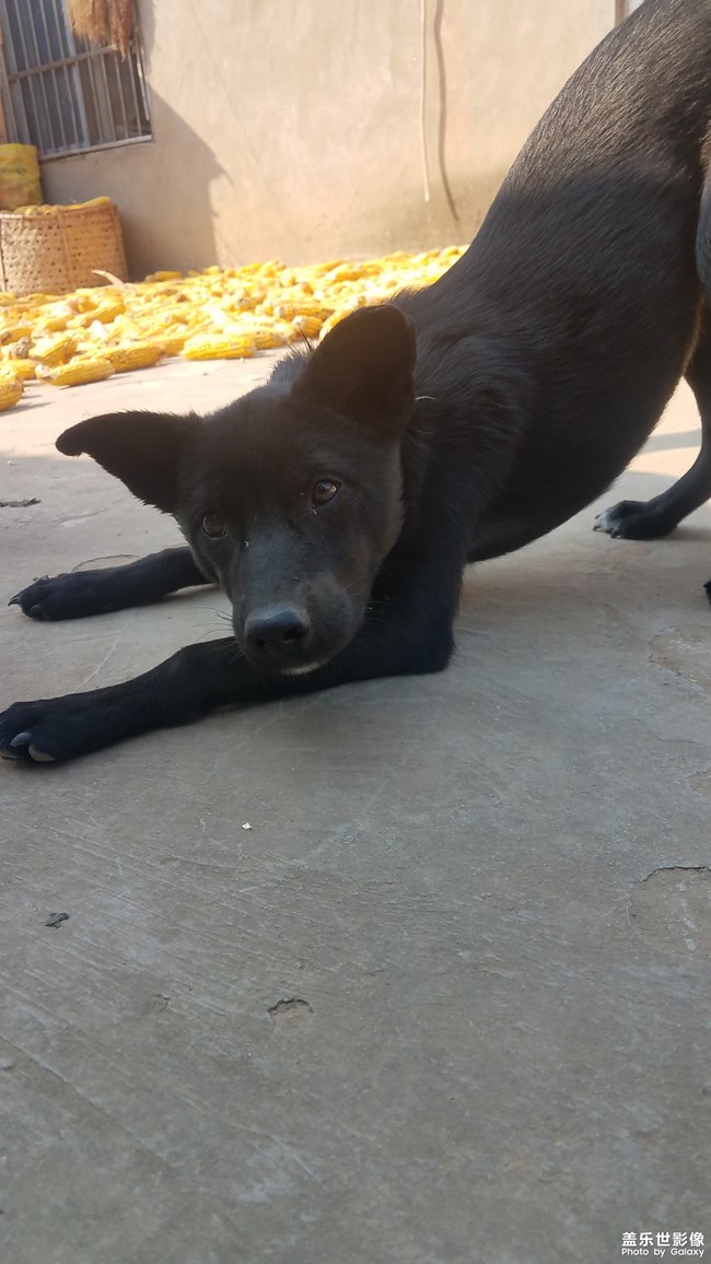 【家有萌寵】仍是農(nóng)家狗狗