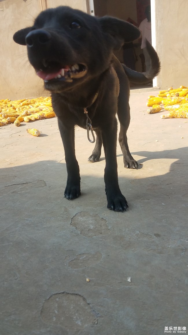 【家有萌寵】仍是農(nóng)家狗狗