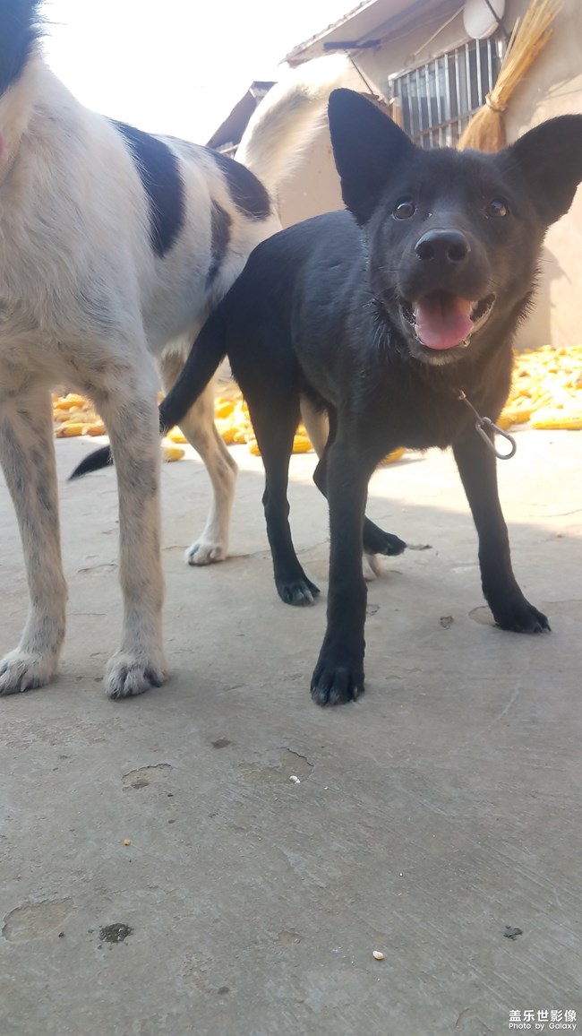 【家有萌寵】仍是農(nóng)家狗狗