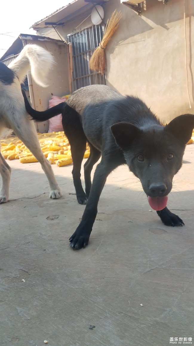 【家有萌寵】仍是農(nóng)家狗狗