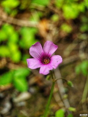 一朵小花