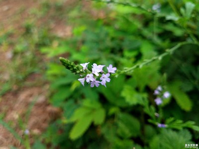 素雅的馬鞭草