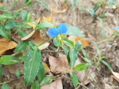 野外的藍(lán)蝴蝶