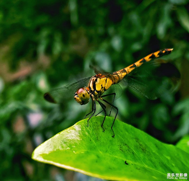 【每周星鮮事04】三星Galaxy Note10系列正式首銷