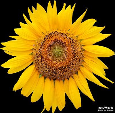 奧森的向日葵