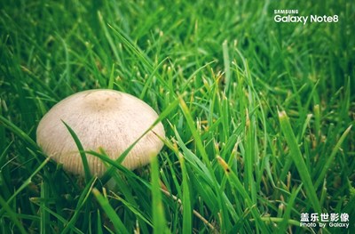 雨化菌美