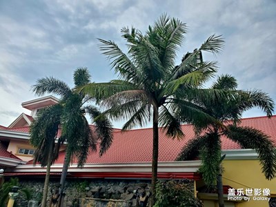隨手拍