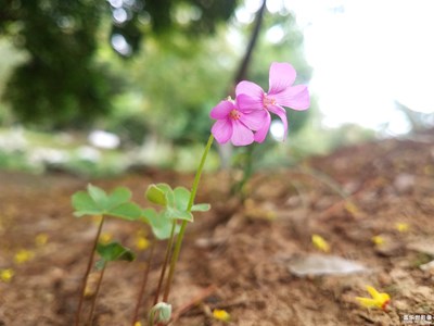野地的小花花