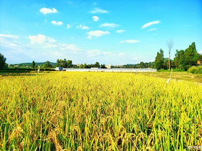 【團(tuán)圓節(jié)】+豐收季