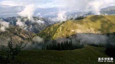 高山草甸
