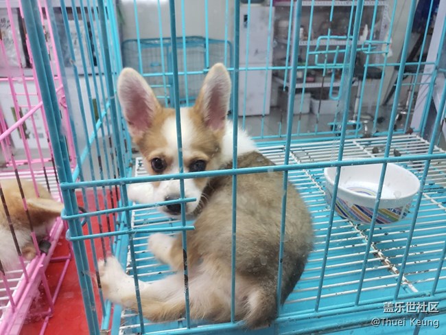 寵物市場(chǎng)一日游