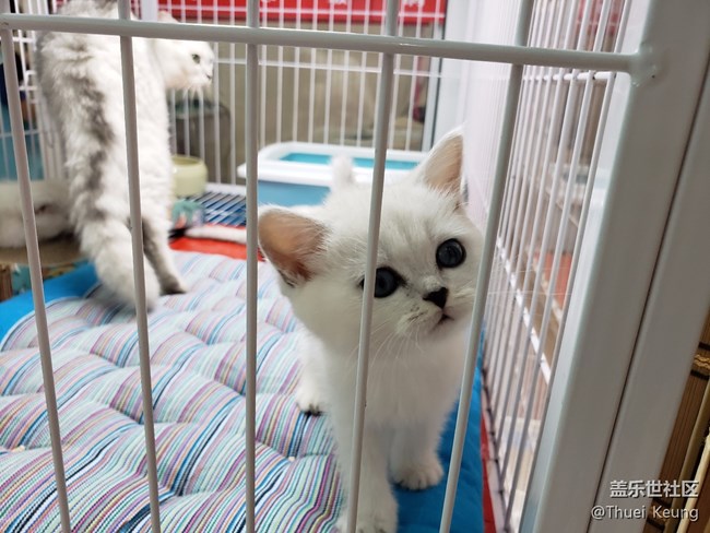 寵物市場(chǎng)一日游