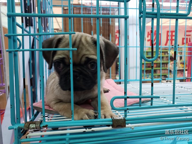 寵物市場(chǎng)一日游