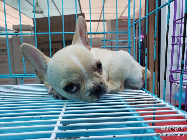 寵物市場(chǎng)一日游