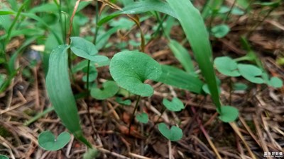 我是一棵無人知道的小草